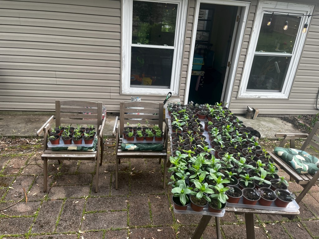 My Hardening Off&nbsp;Process